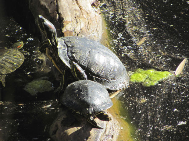 Turtles at Agua Caliente Park